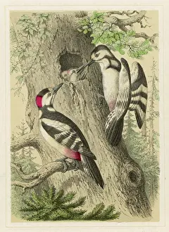 Woodpeckers: GREAT SPOTTED WOODPECKER
