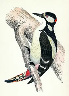 Dendrocopus: GREAT SPOTTED WOODPECKER