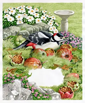 Pecking: Great Spotted Woodpecker