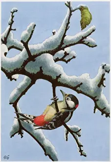 Woodpecker: Great Spotted Woodpecker