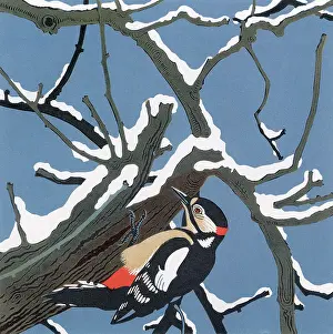Pecking: Great Spotted Woodpecker, Winter by Robert Gillmor