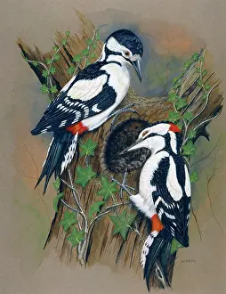 Woodpeckers: Great Spotted Woodpeckers
