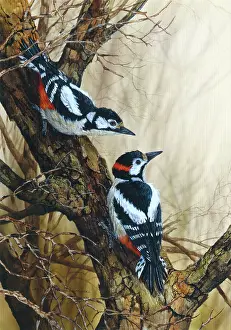 Woodpeckers: Great Spotted Woodpeckers