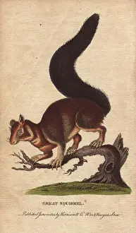 Malabar: Great squirrel, Malabar squirrel, Indian giant