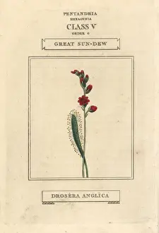 Drosera: Great sun-dew, Drosera anglica