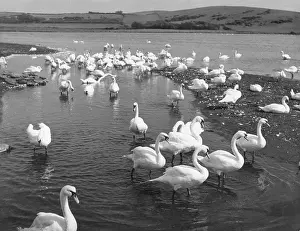 Abbotsbury: THE GREAT SWANNERY