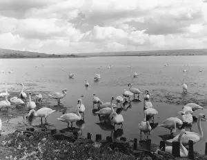 Abbotsbury: THE GREAT SWANNERY