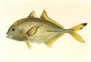 Belly: Great Tevally