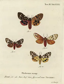 Arctia: Great tiger moth varieties, Arctia caja