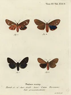Maculosa: Great tiger moth varieties, Arctia caja