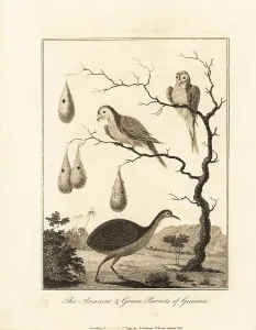 Stedman: Great tinamou and orange-winged parrot