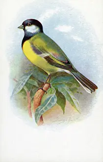 The J Salmon Image Archive (grenville): Great Tit