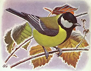 Tits: GREAT TIT