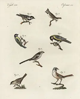 Caeruleus: Great tit, blue tit, marsh tit, coal tit, crested