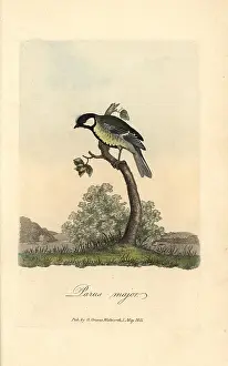 Titmouse: Great tit, great titmouse, Parus major