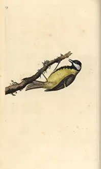 1794 1819: Great tit, Parus major