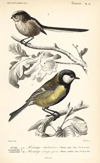 Caudatus: Great tit, Parus major, and long-tailed tit