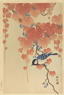 Koson: Great Tit on Paulownia Branch