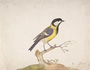 Titmouse: A Great Titmouse (Parus major) Perched on a Branch