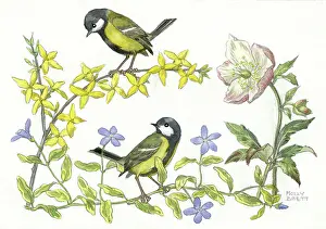 Periwinkle: Great tits, winter jasmine, periwinkle etc