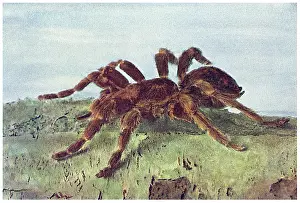 Spiders: GREAT TREE SPIDER