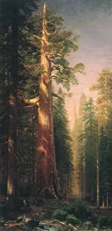 Redwood: The Great Trees, Mariposa Grove
