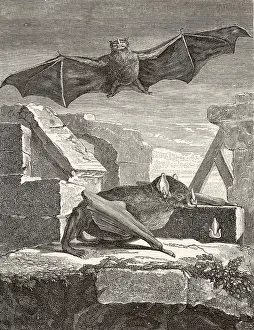 Histoire: The Great Vampire Bat from Guyana. Engraving from