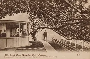The Great Vine, Hampton Court Palace
