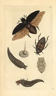 Miscellany: Great water beetle, Dyticus piceus