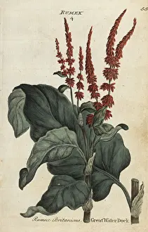 Great water dock, Rumex hydrolapathum