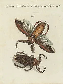 George Shaw: Great water-scorpion or aquatick bug of Surinam