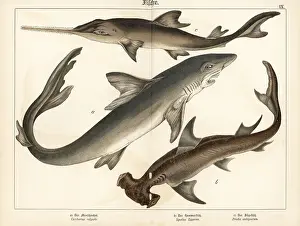Naturgeschichte: Great white, hammerhead shark and sawfish