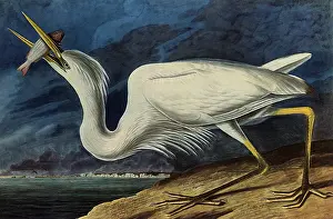 Storks: Great White Heron