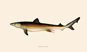 Belly: Great White Shark