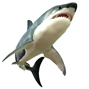 Elasmobranch: Great White Shark