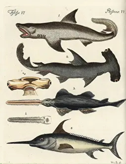 Gladius: Great white shark, hammerhead, sawfish and swordfish