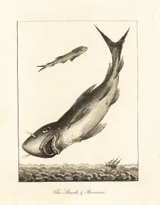 Stedman: Great white shark and suckerfish