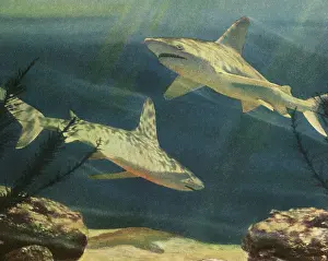 Sharks: Great White Sharks