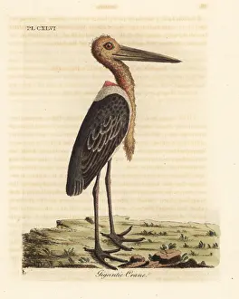Leptoptilos: Greater adjutant, Leptoptilos dubious. Endangered