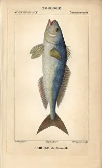 Jussieus: Greater amberjack, Seriola dumerili