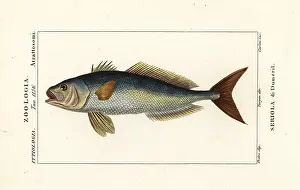 Naturali: Greater amberjack, Seriola dumerili