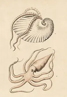 Argo: Greater argonaut octopus, Argonaut argo