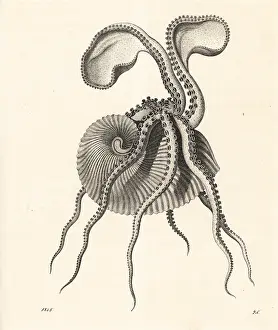Argo: Greater argonaut octopus, Argonauta argo