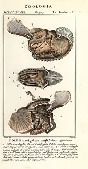 Argo: Greater argonaut octopus, Argonauta argo