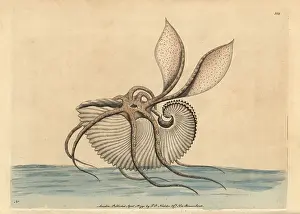Argo: Greater argonaut octopus, Argonauto argo