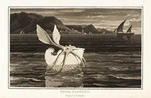 Zoography: Greater argonaut sailing on the surface of the ocean