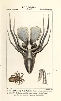 Argonaut: Greater argonaut and winged argonaut octopus