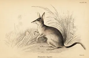 Volume Xi: Greater bilby, Macrotis lagotis. Endangered
