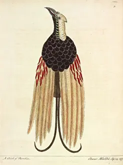 Eleazar: Greater Bird of Paradise