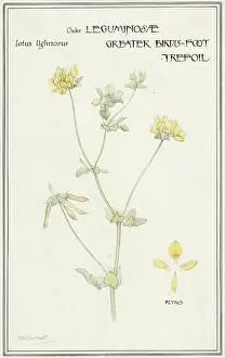 Trefoil: Greater Bird's-foot trefoil